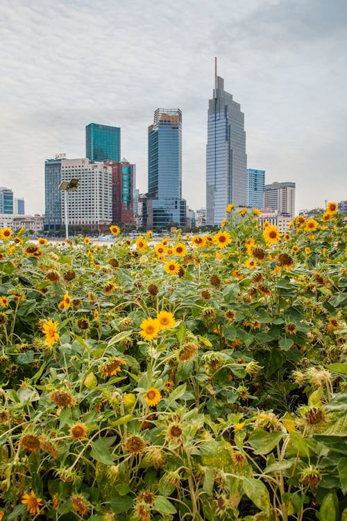 Gratis stockfoto met bloemen, gebouwen, landelijk