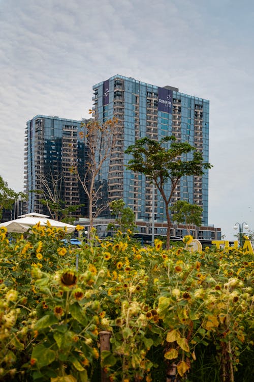 Foto stok gratis bangunan, bidang, bunga matahari