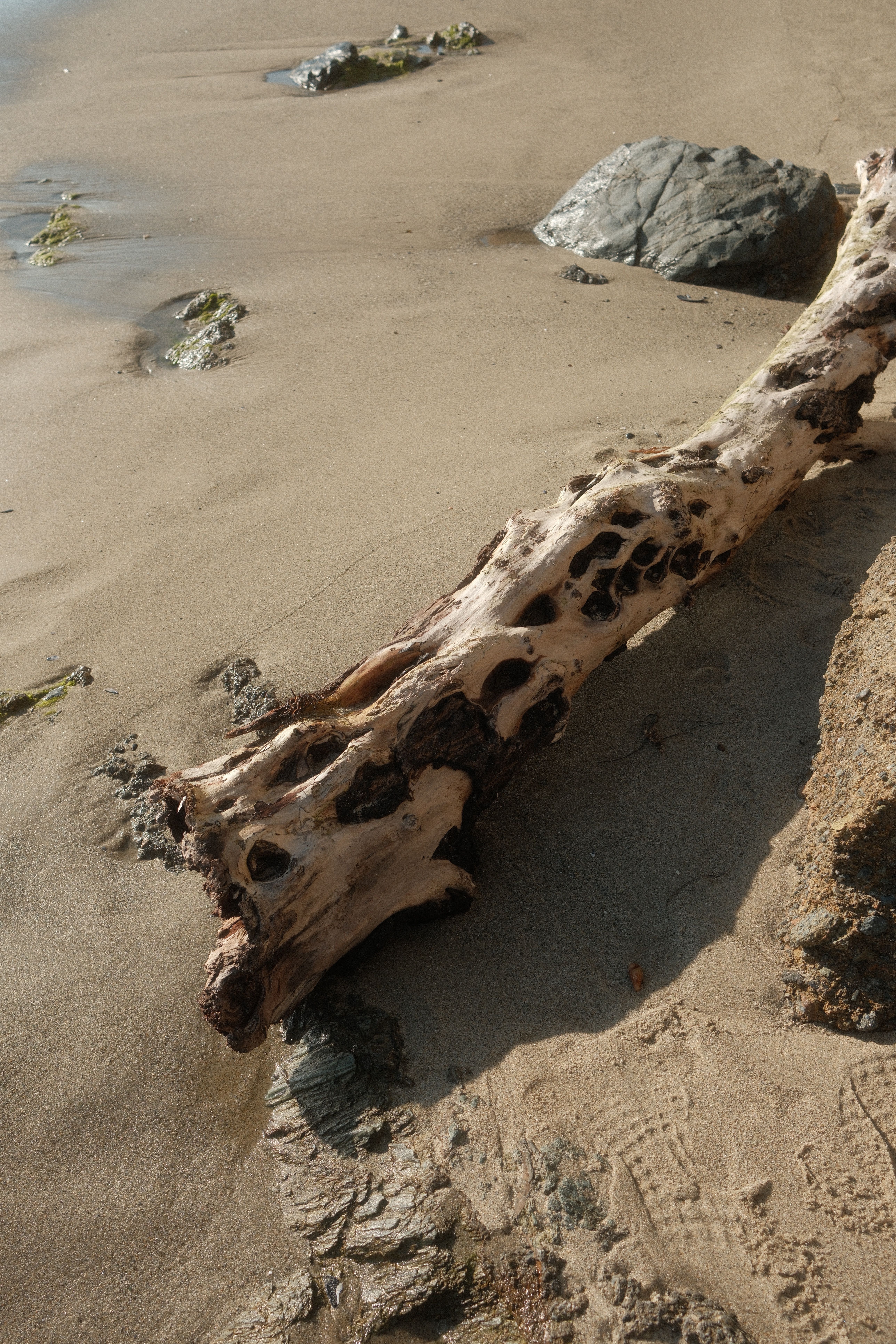 Withered Tree Trunk on Beach · Free Stock Photo