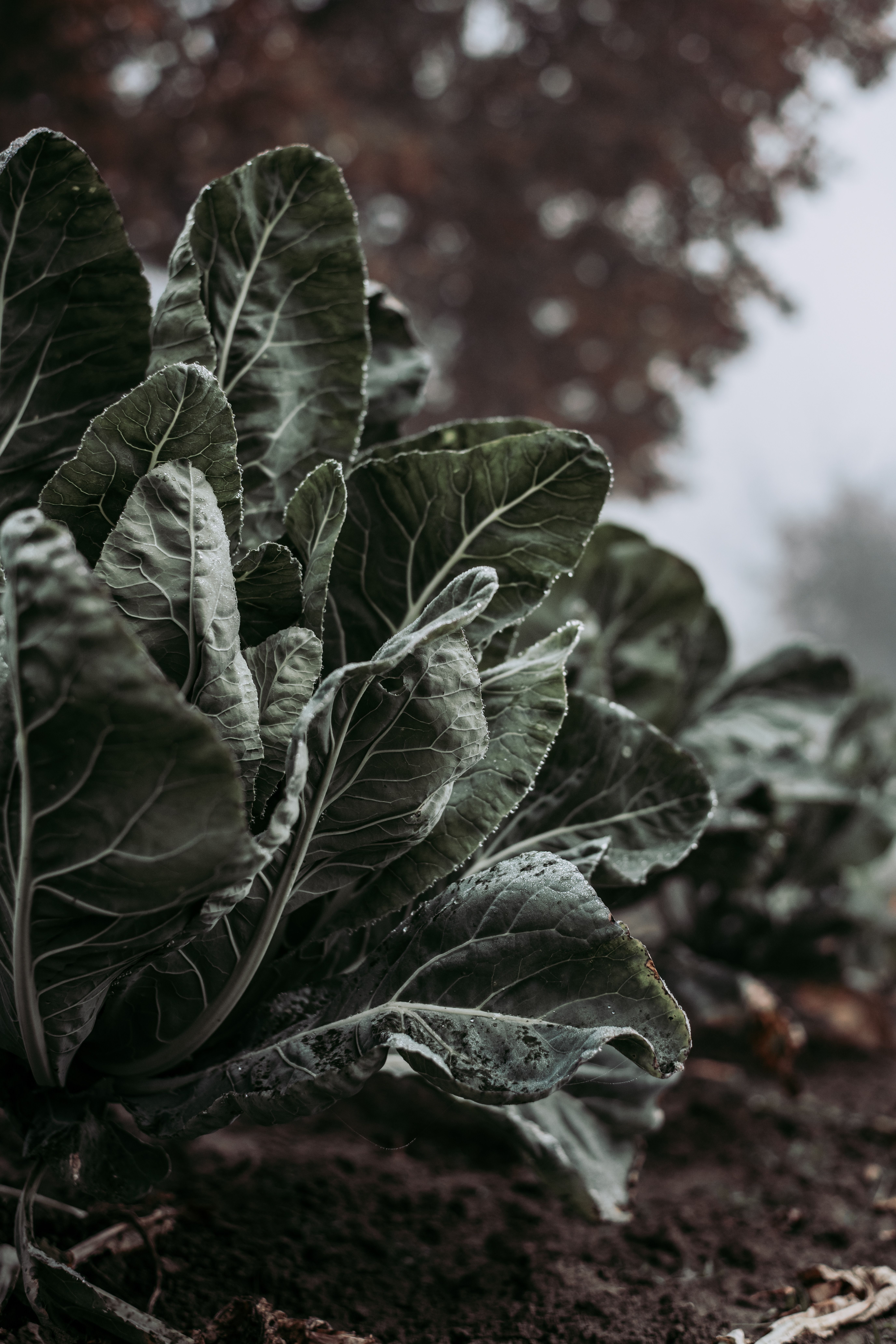 Calendrier des semis de légumes dhiver : préparer son potager en août 