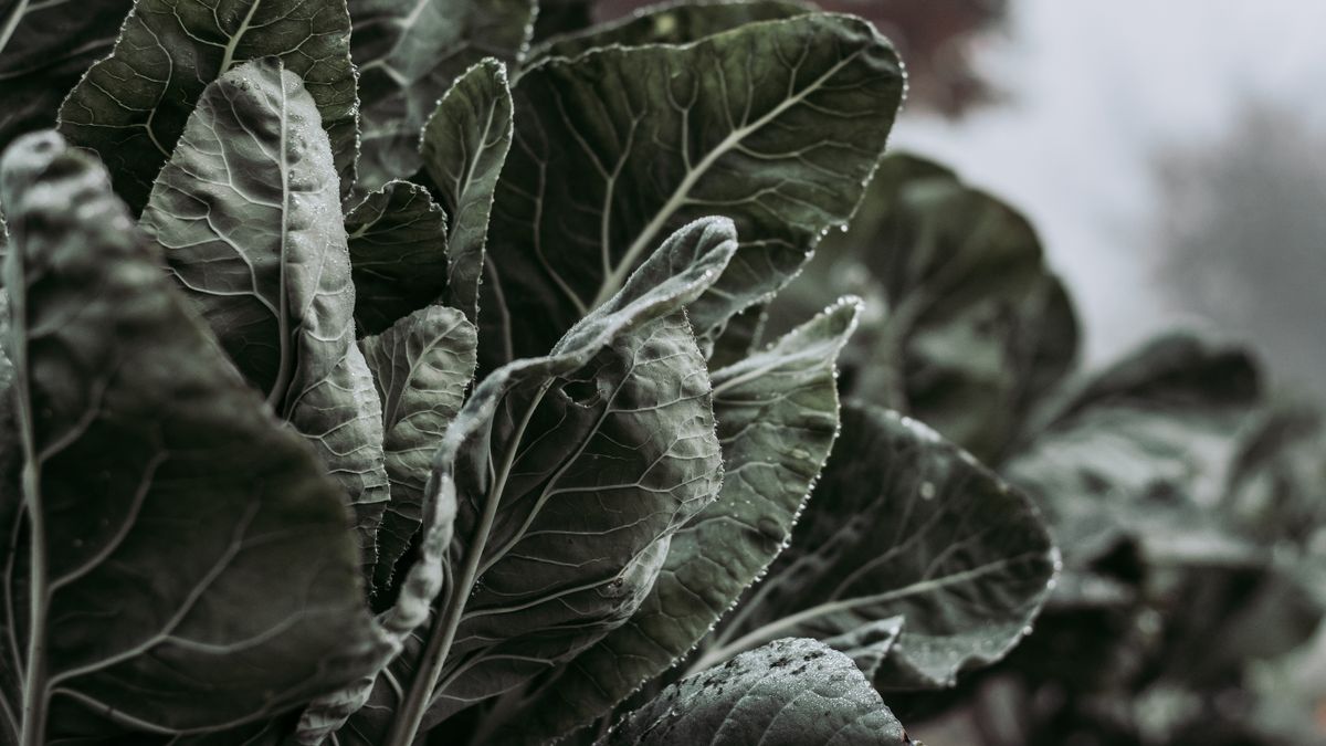 Calendrier des semis de légumes dhiver : préparer son potager en août