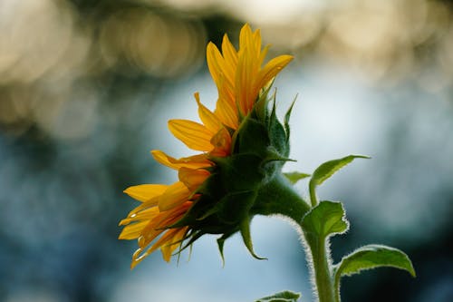 健康, 光線, 向日葵 的 免費圖庫相片