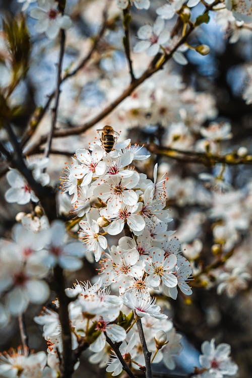 Free A bee is sitting on a branch of white flowers Stock Photo