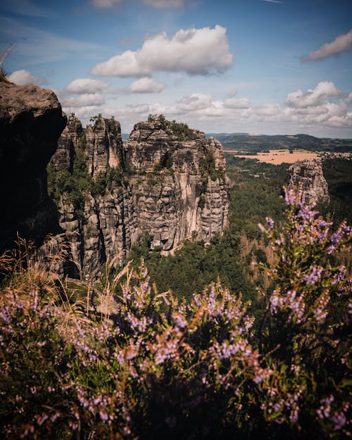 The view from the top of a mountain with purple flowers