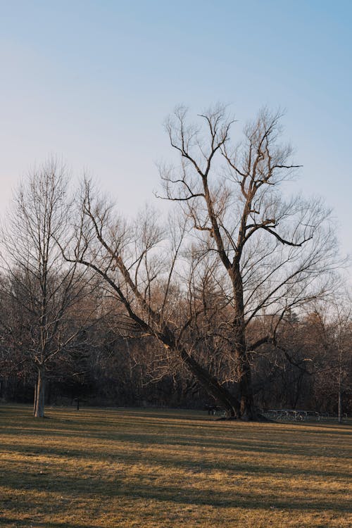 Gratis lagerfoto af bare træ, blå himmel, landet