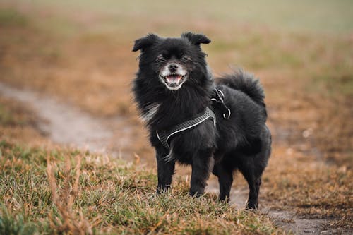 A black dog with a harness on is standing on a dirt path