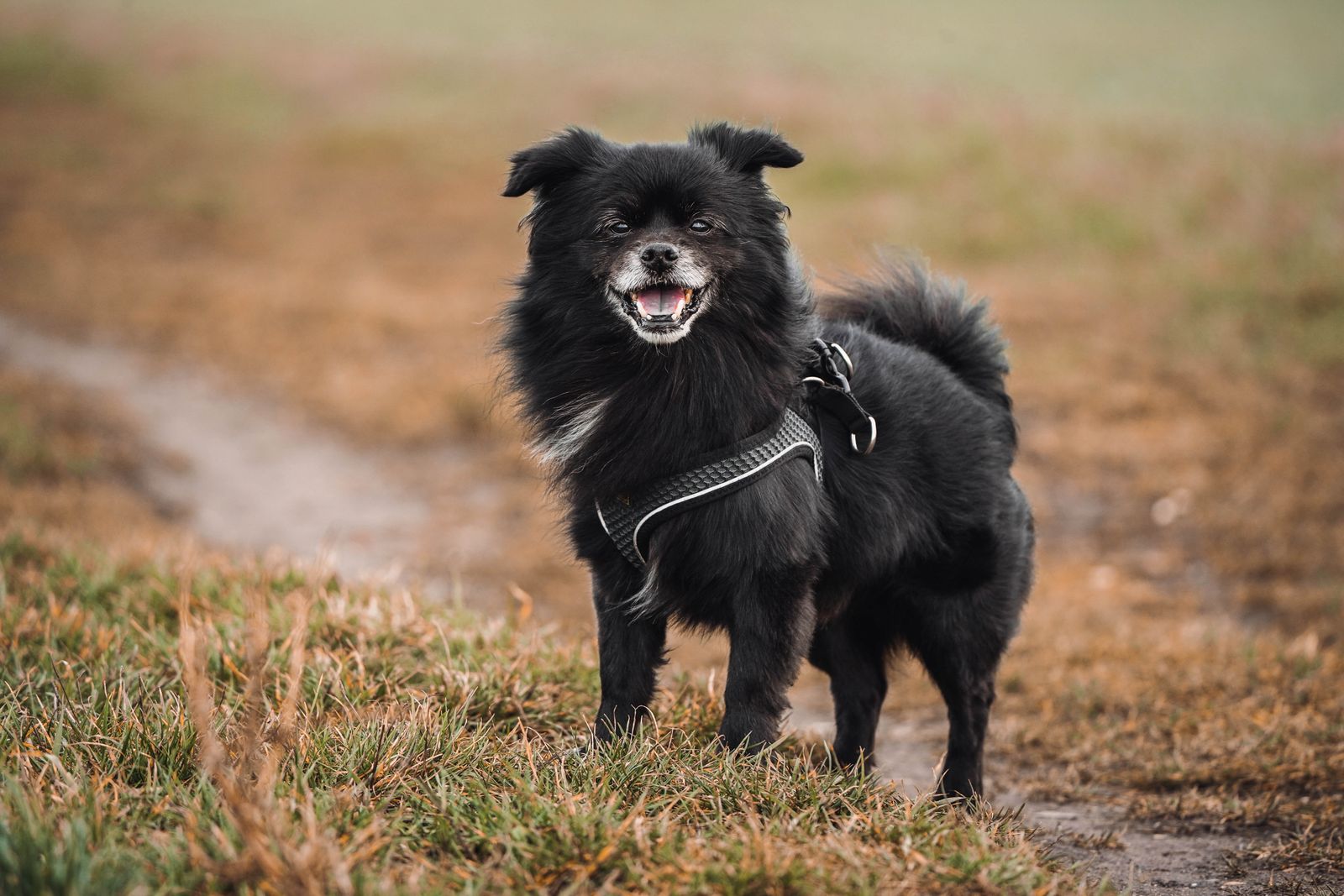 Smiling black Tibetan Spaniel portrait, photo on Pexels