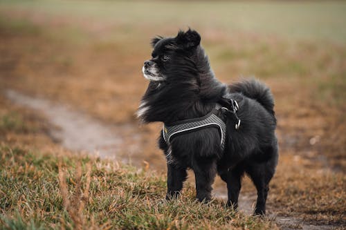 Photos gratuites de animal de compagnie, chemin, chien