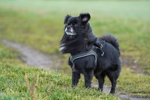 A small black dog wearing a harness standing on a grassy field