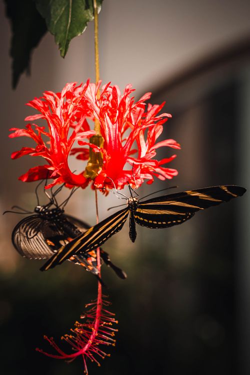 Free Zebra Heliconian butterflies delicately perched on a red hibiscus flower in bright sunlight. Stock Photo
