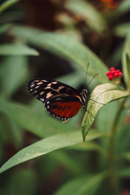 Δωρεάν στοκ φωτογραφιών με γκρο πλαν, έντομο, επιλεκτική εστίαση