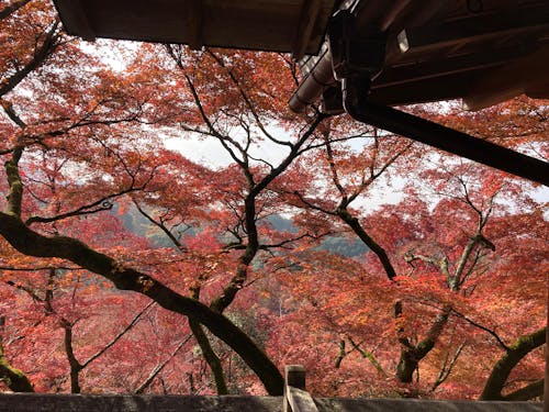 A view of a tree covered in red leaves