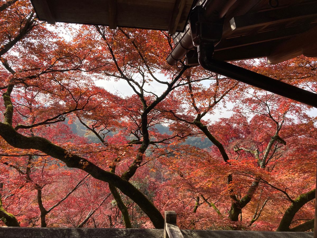 Vibrant red and orange Japanese maple leaves in a tranquil forest, typical of autumn in Takachiho