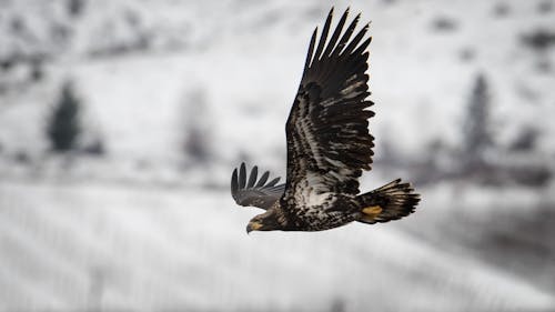 A large bird flying over a snowy field