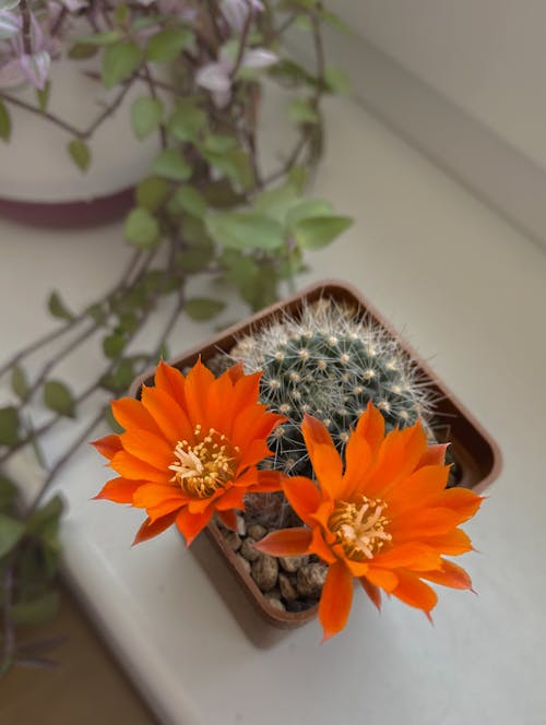 Two orange cactus plants in a small pot