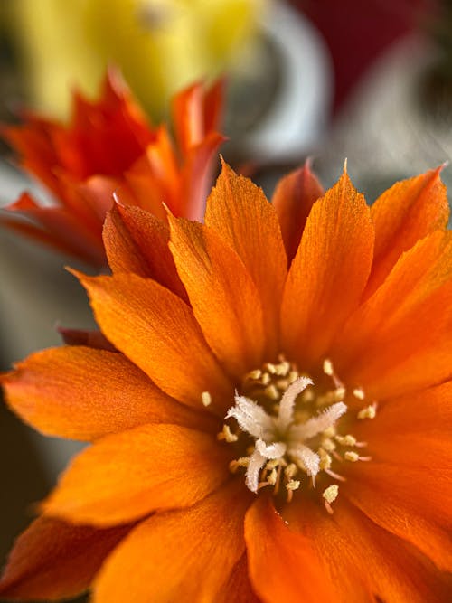 An orange flower with white petals and a white center