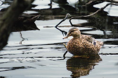 Ilmainen kuvapankkikuva tunnisteilla ankka, eläinkuvaus, järvi