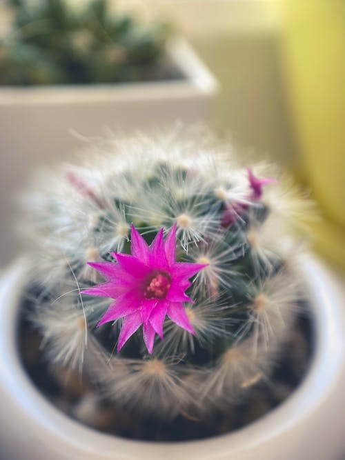 Foto d'estoc gratuïta de cactus, flors, macro