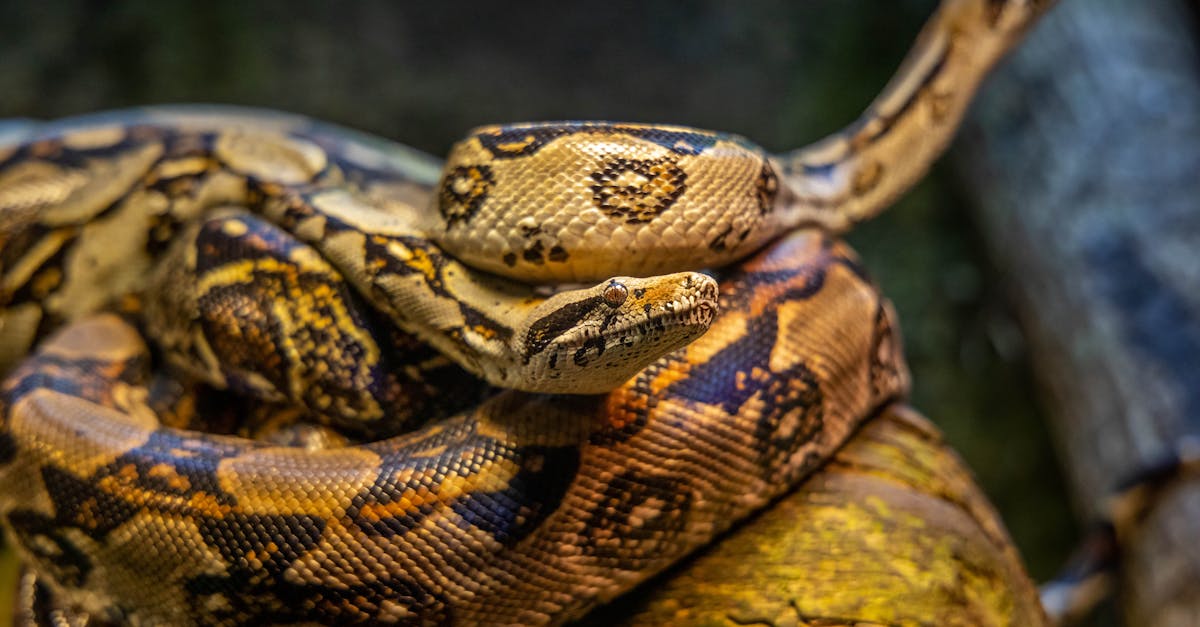 How to print in another color python