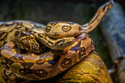 Burmese Python