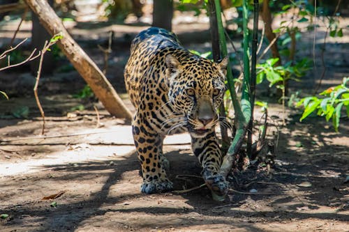 grátis Leopardo Marrom Andando Em Campo Marrom Foto profissional
