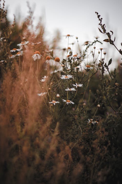 Foto profissional grátis de flores, foco seletivo, margaridas