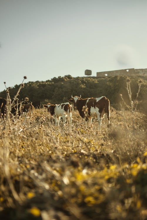 Two White-and-brown Cattles Outdoor