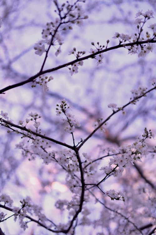 A close up of a tree with white flowers