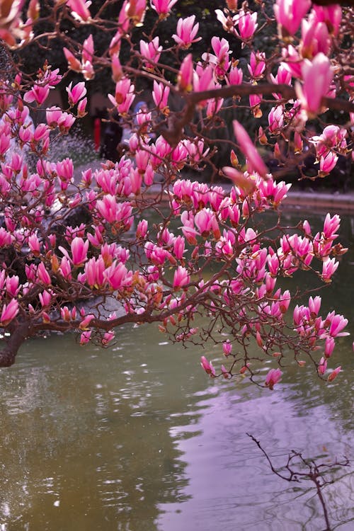 Ilmainen kuvapankkikuva tunnisteilla kevään kukka, kevätkukat, magnolia