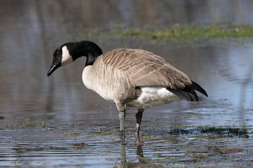 Canada goose standing in water