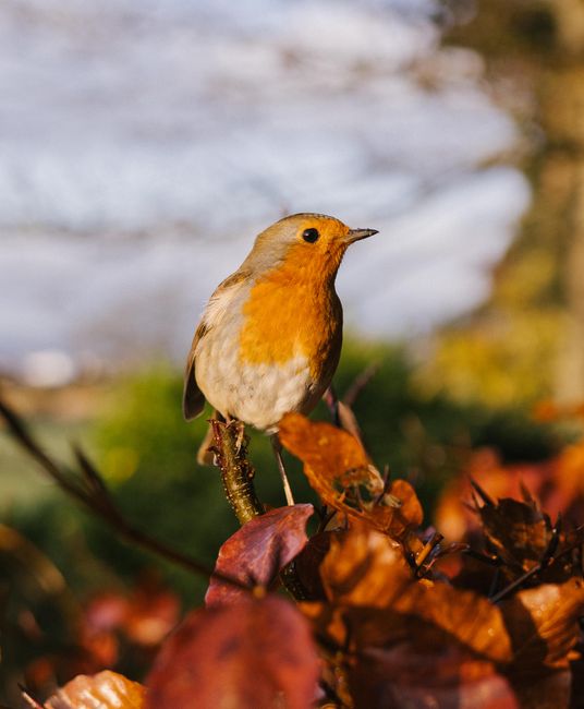 A European robin perched on a branch surrounded by colorful autumn leaves in a natural outdoor setting.