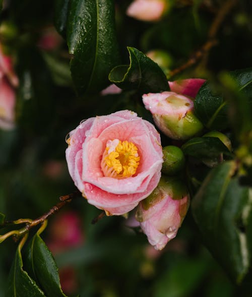 Foto profissional grátis de cor-de-rosa, flor, foco seletivo