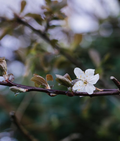 A small white flower on a branch