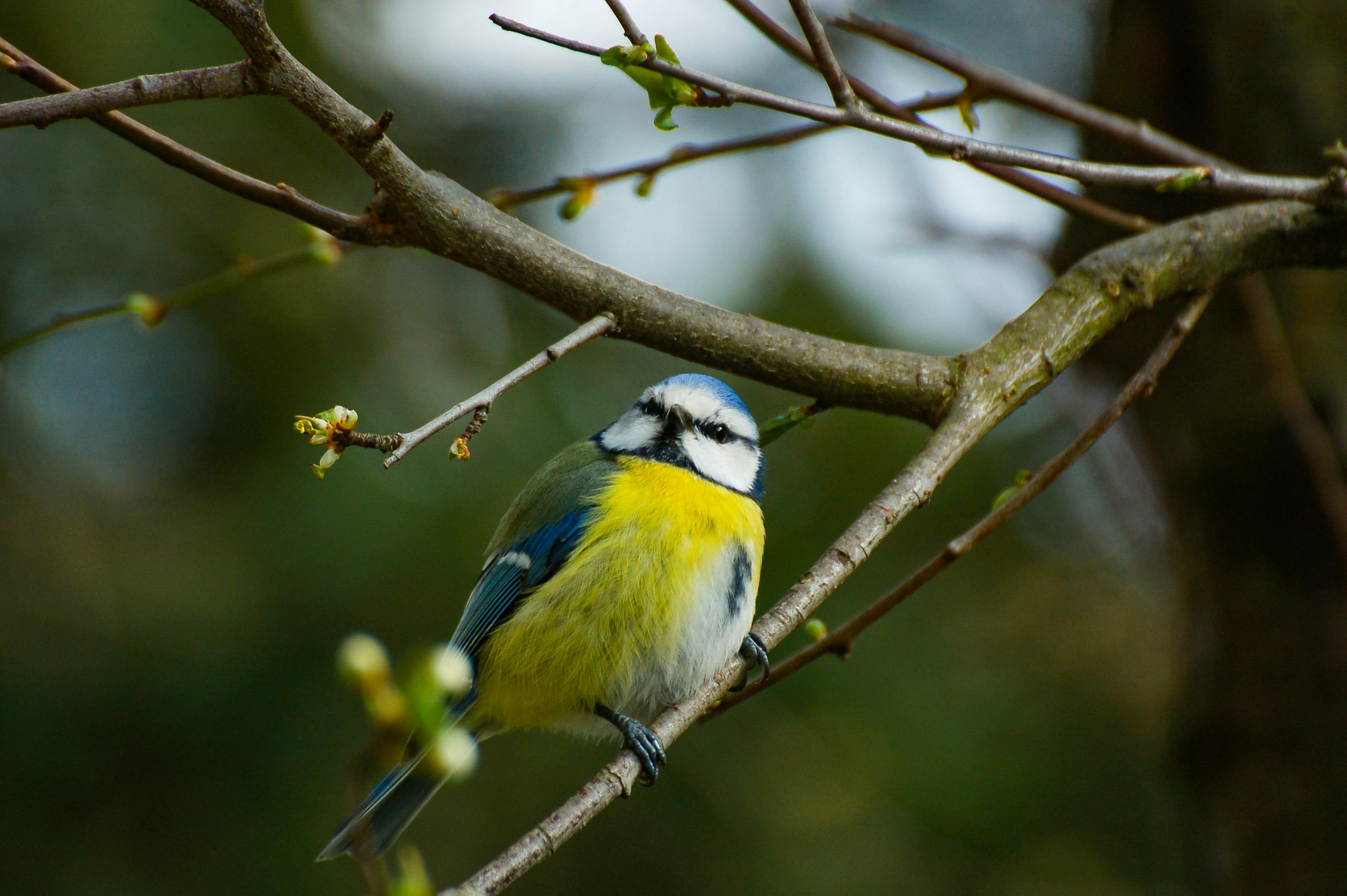 Blue Tit (Cyanistes caeruleus) on a tree branch, photographed in Görlitz, Germany.