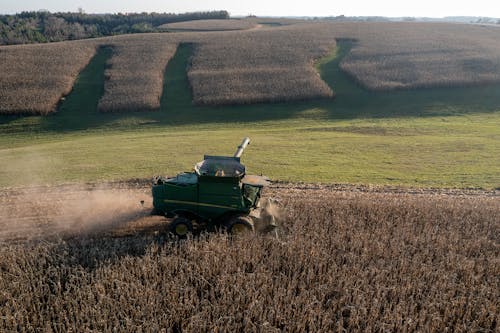 A combine harvester in a corn field