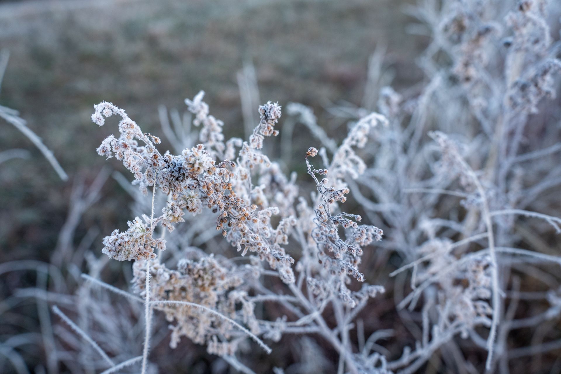 Close-up of frost-covered plants on a cold morning in West Newton, MN.
