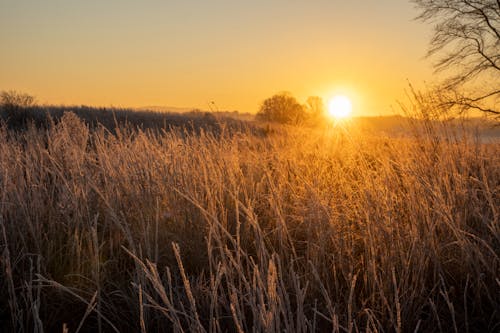 Ilmainen kuvapankkikuva tunnisteilla auringonlasku, auringonvalo, flunssa