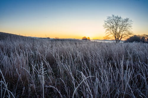A field covered in frost at sunset