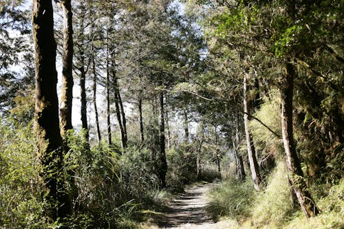 Immagine gratuita di alberi, cespugli, foresta