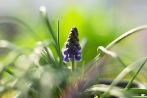 A small purple flower in the middle of a green plant