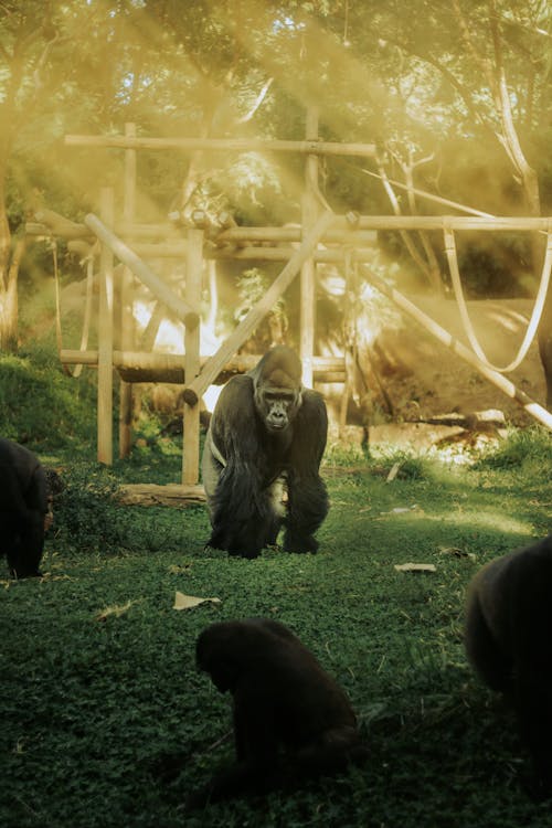 A gorilla walking through the grass with other gorillas