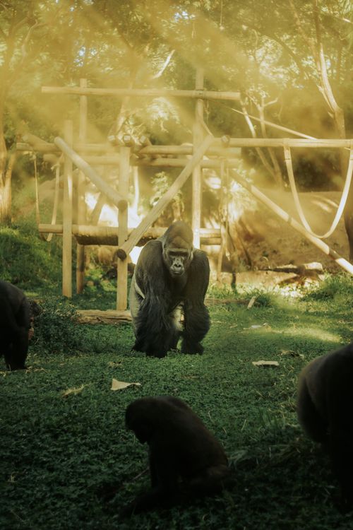 Free Gorillas roaming in a sunlit park, showcasing natural behaviors and habitat. Stock Photo