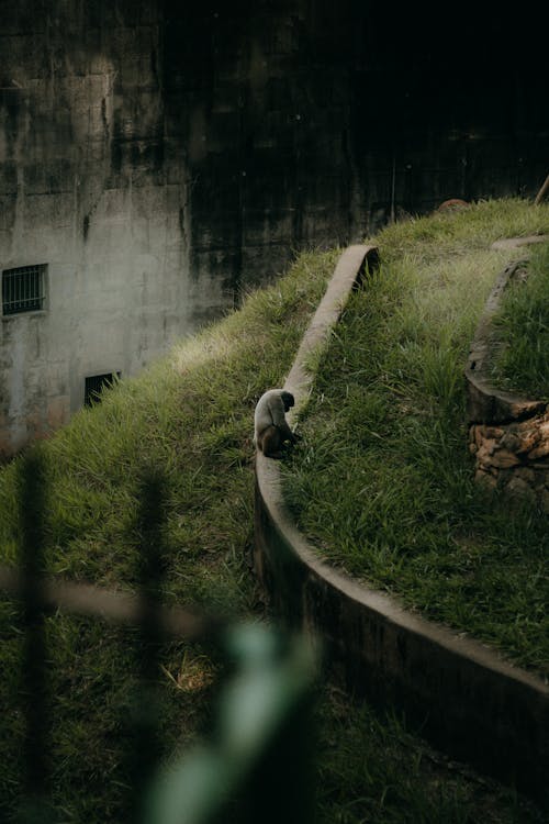 A monkey sitting on a ledge in a grassy area