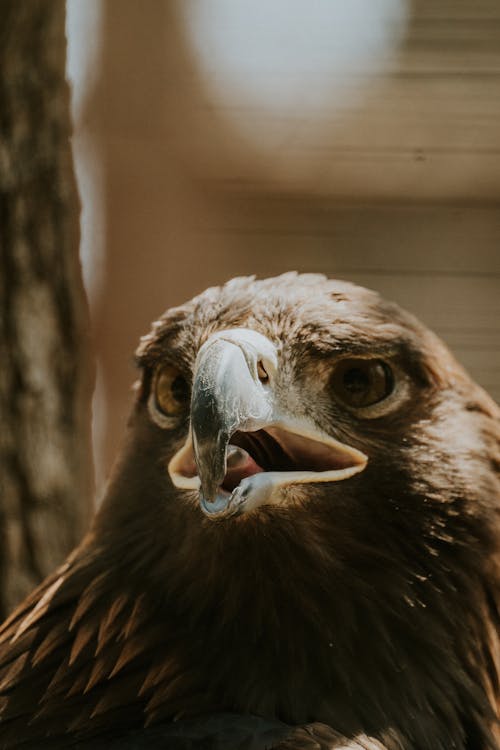 Δωρεάν στοκ φωτογραφιών με αετός, αρπακτικό πουλί, κατακόρυφη λήψη