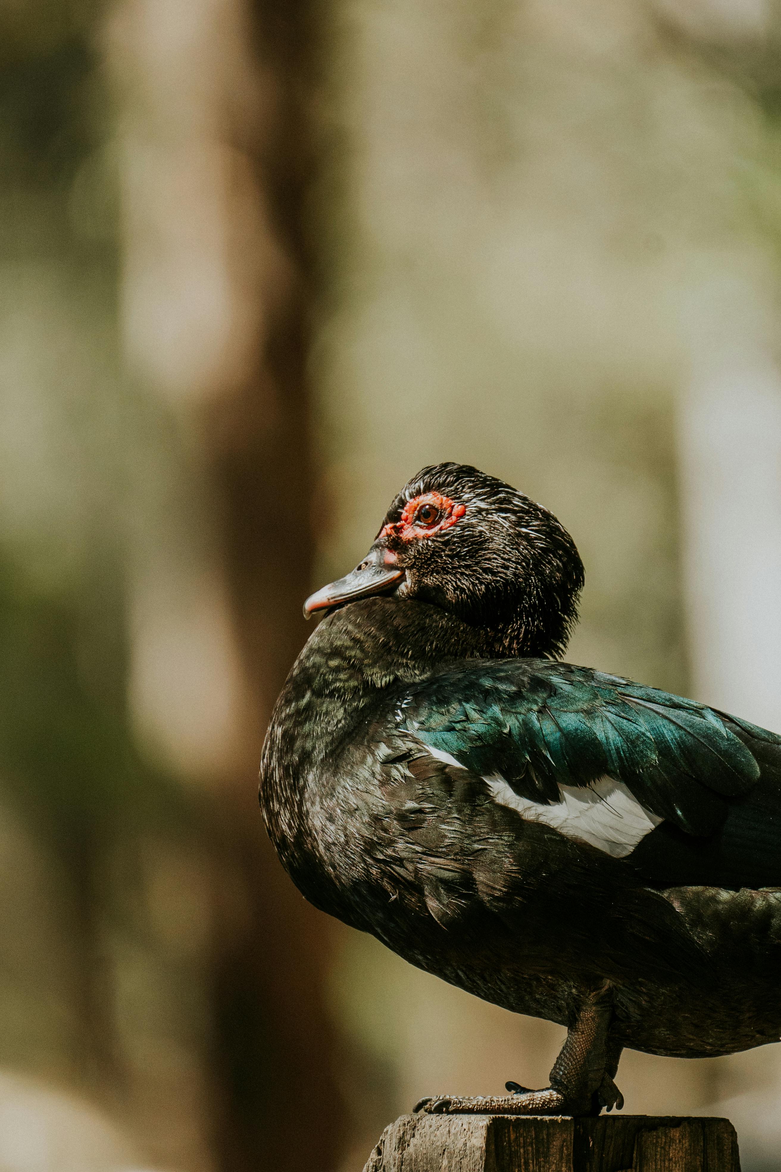 Perching Muscovy Duck · Free Stock Photo