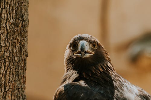 Close-up of a Golden Eagle Sitting on a Tree