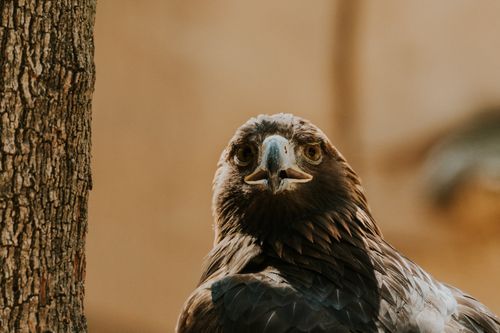 Free Close-up of a majestic golden eagle perched by a tree, showcasing its sharp gaze. Stock Photo