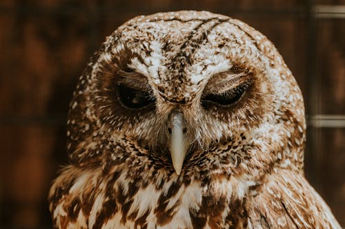 Portrait of Owl