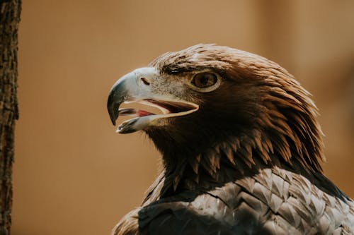 Portrait of Eagle