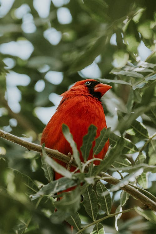 Close-up of a Northern Cardinal Sitting on a Tree 